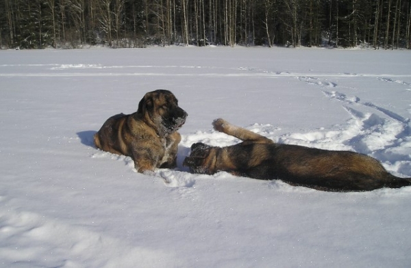 Azlan 8M and Leona 2Y on the ice 2008
Keywords: HÃ¤kkinen