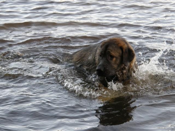 Azlan 12M,  2008 swimming dog!
Keywords: HÃ¤kkinen water