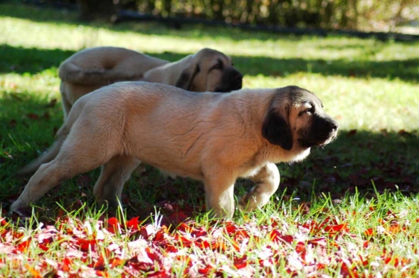Puppies from Los Zumbos
Keywords: cachorro puppy