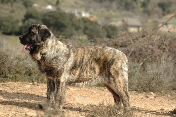 Pastora de Los Zumbos
(Bartolo de Antalmuhey x Sobria de Los Zumbos)

Keywords: puppyspain puppy cachorro