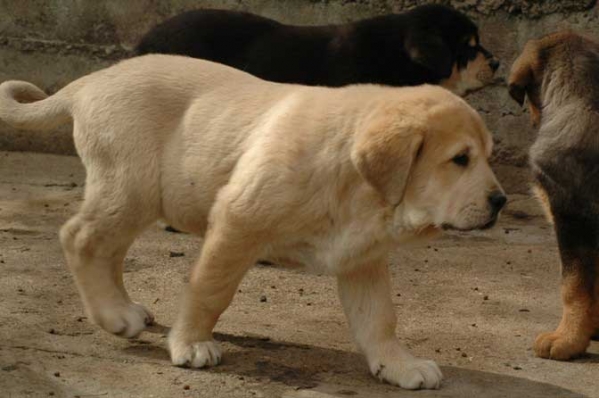 Cachorro de Los Zumbos
(Trabanco de Babia x Cueta de los Zumbos)
Keywords: puppyspain puppy cachorro