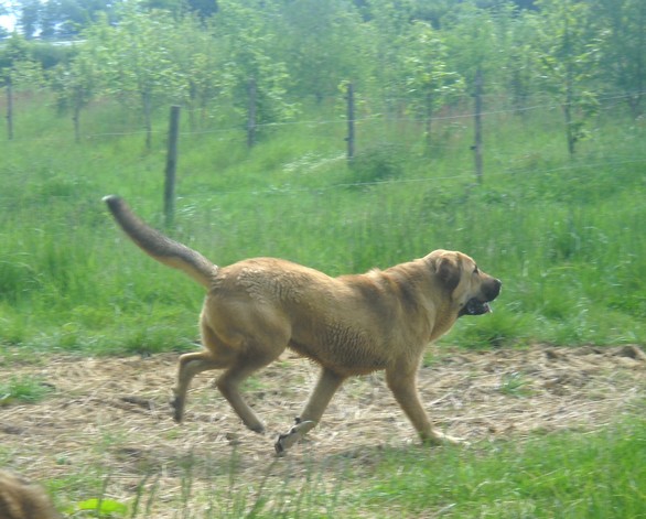 Manchas 9 months
http://bandeagro.chiens-de-france.com/
Ключови думи: Kromagnon Camelia erodes manchas