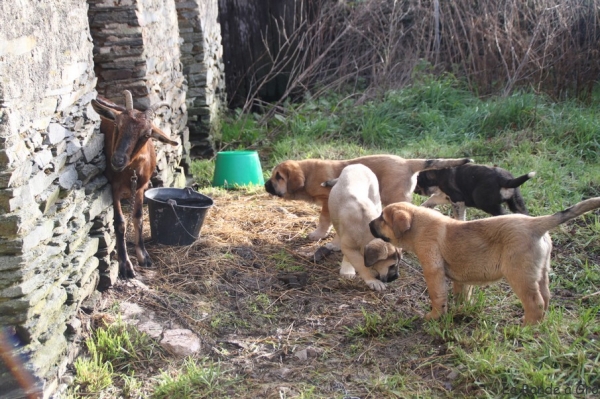 Puppies with goat
puppies from La bande à Gro discover their future job !
Keywords: flock kromagnon goat