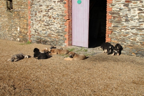 Puppies in the sun 
Keywords: kromagnon puppies