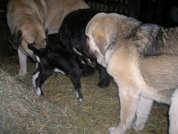 new little goats
Kromagnon, sokodé and Camelia....with a little goat called Devinette
Keywords: kromagnon tornado erben bande-Ã -gro camelia