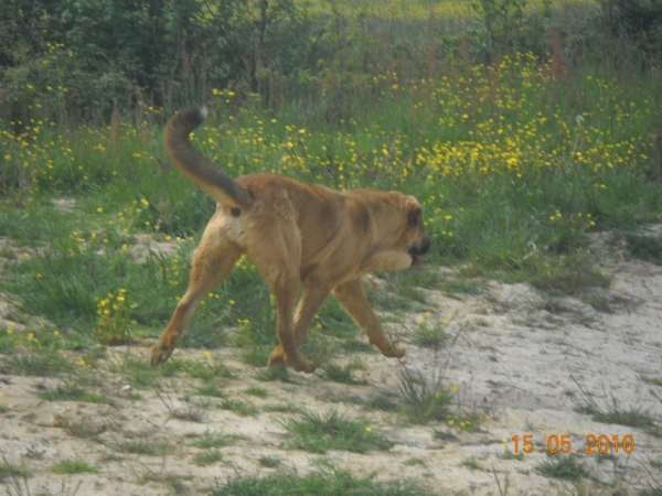 Manchas 9 months
http://bandeagro.chiens-de-france.com/
Keywords: Kromagnon Camelia erodes manchas