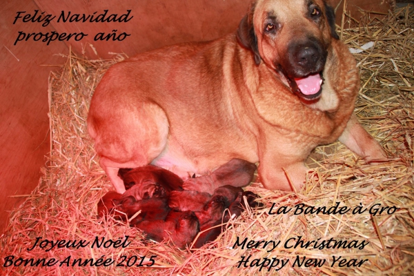 La Bande à Gro France wish to all his friends : Happy Holidays! Felices Fiestas!
Keywords: kromagnon Christmas xmas