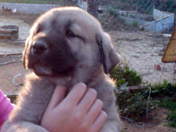 Cachorro de los Mercegales - 1 mes
(Junco de Galisancho x Gala de Fuente Mimbre)
15.12.2006
Keywords: puppyspain puppy cachorro mercegales
