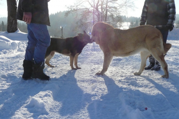 Amie Con Fundo
10 month old with sheepdog
Keywords: snow nieve Amie Con Fundo