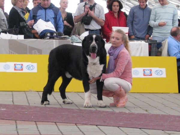 ARES spod Okruhlej Vinice - male champion class - CLUB DOG SHOW SLOVAKIA MOLOSS CLUB, Slovakia - 11.10.2009
Keywords: 2009