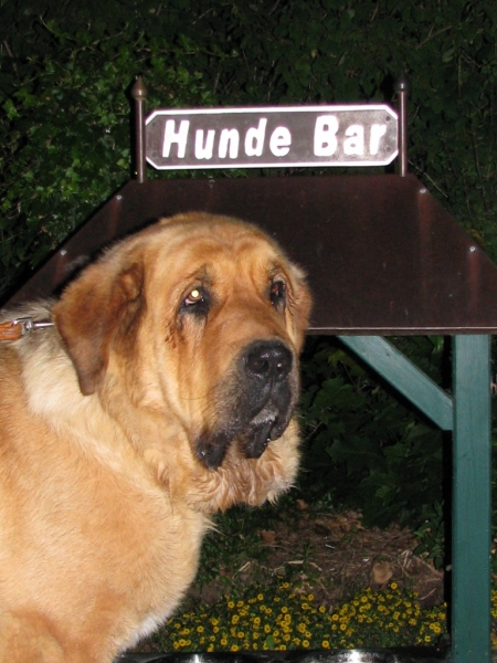 Neron in Hunde Bar (Germany)
Keywords: head portrait cabeza cortedemadrid