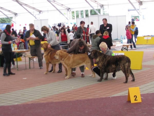 Ring - Best of Breed - CLUB DOG SHOW SLOVAKIA MOLOSS CLUB, Slovakia - 11.10.2009
Keywords: 2009