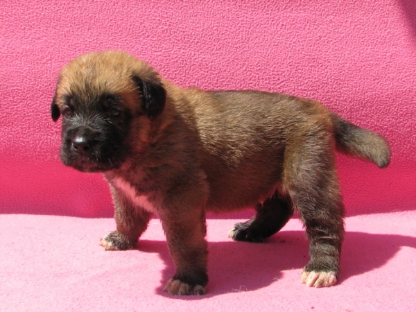Puppy of Neron de Filandon and Zhuzha Sinko Zemplina - 3 weeks
Keywords: puppyrussia cortedemadrid madridsky dvor
