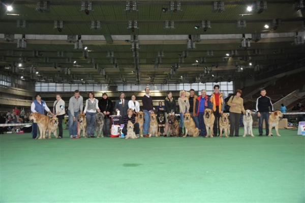 All participants - dogs, owners, breeders, handlers - Special Show of Spanish Mastiffs "Club Winner 2010"
Keywords: 2010 cortedemadrid