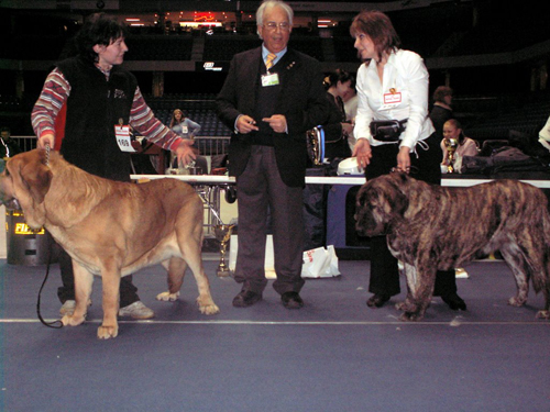 Specialty Show for all Mastiff breeds, 09.02.2008 Estonia
Elton z Kraje Sokolu BOB, BIS-2
Hessi Mastibe BOS
judge A.Alessandri from Italy
Keywords: anuler