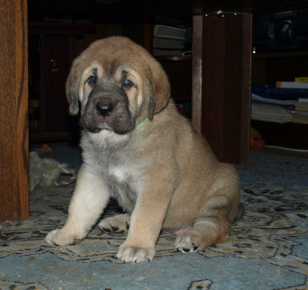 female puppy 5 weeks old (cachorro hembra 5 semanas de edad)
(ELTON Z KRAJE SOKOLU x ANAIS RIO RITA)
Born: 28.08.2010
Keywords: Anuler