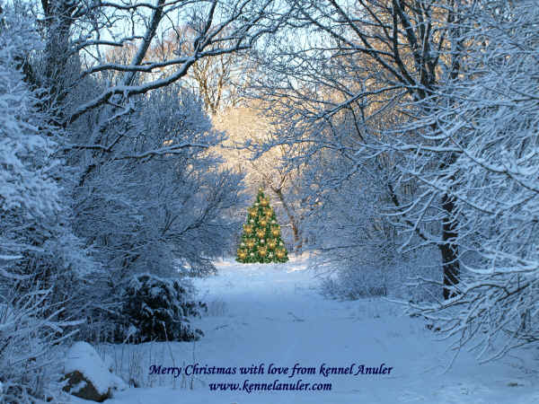 Merry Christmas 2010 from kennel Anuler and Anu R., Estonia ♥♥♥ Feliz Navidad ♥♥♥
Keywords: xmas Anuler