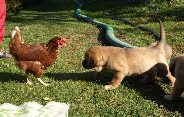 6 weeks old pup at play with chick
Keywords: Anuler