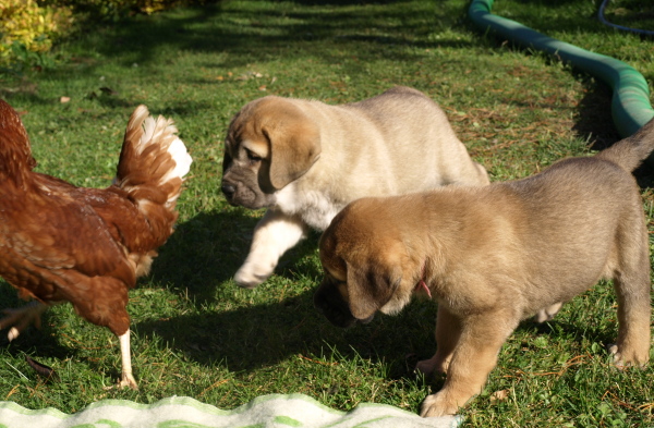6 weeks old puppies first time outside
Elton z Kraje Sokolu x Anais Rio Rita
Keywords: Anuler