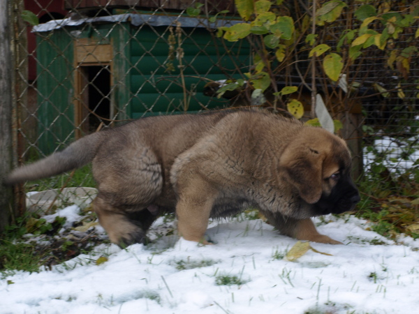8 weeks old male puppy, cachorro macho de 8 semanas
Keywords: snow nieve Anuler