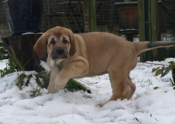 8 weeks old female puppy, cachorro hembra de 8 semanas
Keywords: snow nieve Anuler