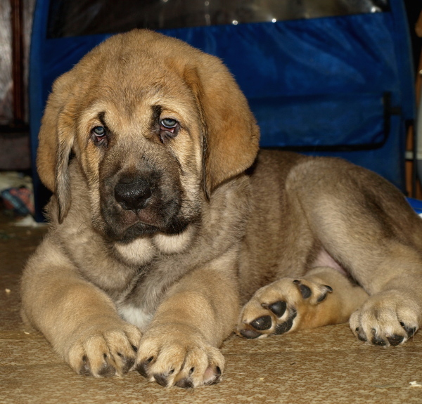 8 weeks old female puppy, cachorro hembra de 8 semanas
Keywords: Anuler