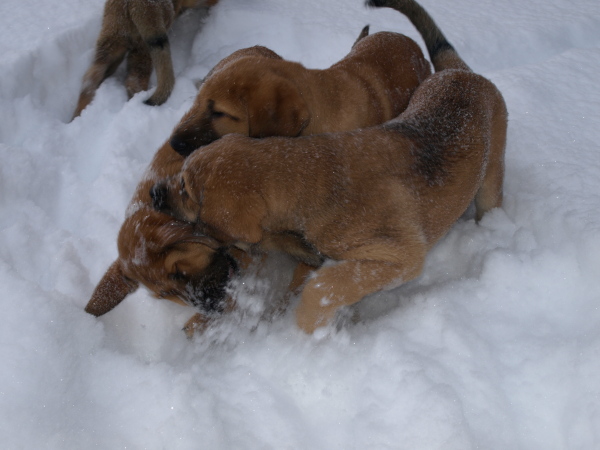 Anuler puppies 12 weeks old, 28.11.2010 / 12 semanas de edad los cachorros
Elton z Kraje Sokolu x Anais Rio Rita
Keywords: snow nieve Anuler