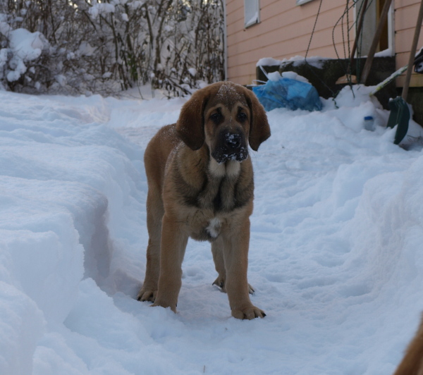 12 weeks old female puppy / 12 semanas de edad, cachorro hembra
Elton z Kraje Sokolu x Anais Rio Rita
Keywords: snow nieve Anuler