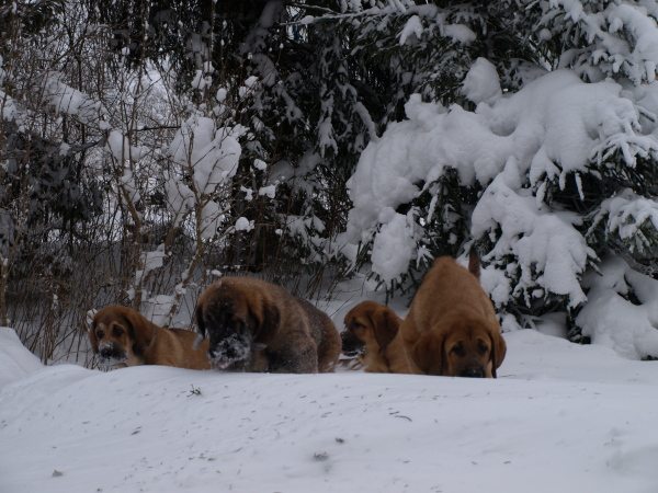Almost 3,5 month old puppies in the snow...
Elton z Kraje Sokolu x Anais Rio Rita
Keywords: Anuler