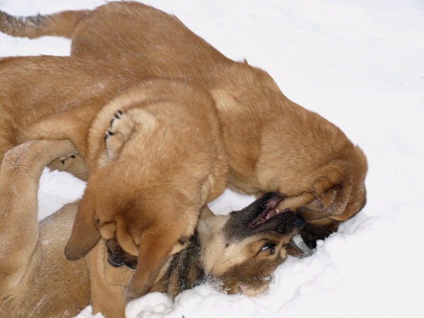 female puppies "at play" / cachorros hembra "en juego"
Keywords: Anuler