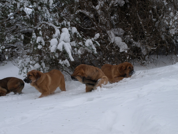 Puppies in the snow
Keywords: Anuler
