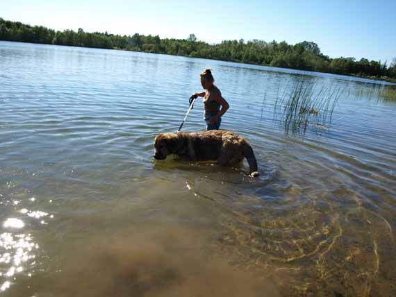 Anuler Alvaro 7 month old at the lake,  first time in the water...
Elton z Kraje Sokolu x Anais Rio Rita
