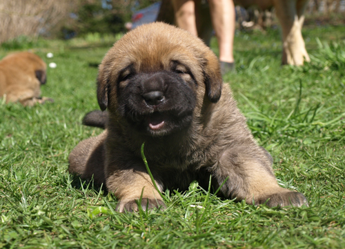 3 weeks old female puppy (Massai x Coco)
Elton z Kraje Sokolu x Coco Herbu Wielka Lapa
Keywords: anuler