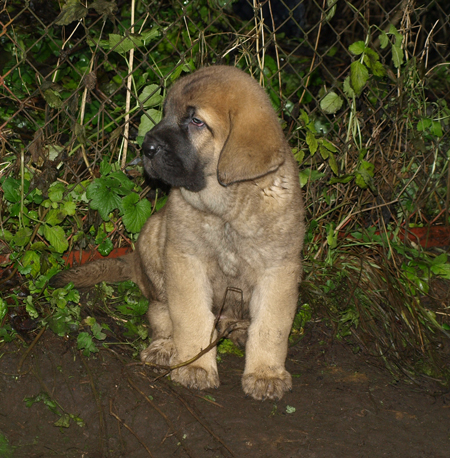 6 weeks old female puppy
Est Ch  Elton z Kraje Sokolu (Massai) X  Anais Rio Rita (Anja)
18.10.2008

Keywords: puppyestonia anuler