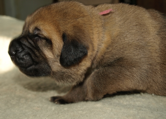 14 days old female puppy, Elton z Kraje Sokolu x Anais Rio Rita
Cachorro hembra del afijo Anuler (14 días)
Keywords: anuler