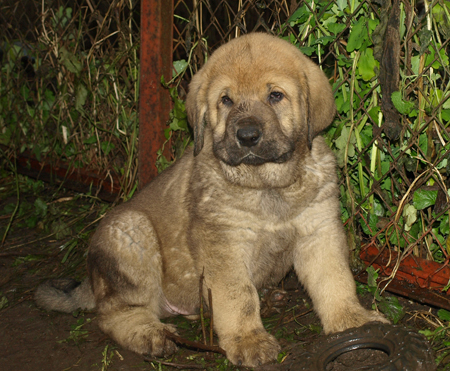 6 weeks old male puppy
Est Ch  Elton z Kraje Sokolu (Massai) X  Anais Rio Rita (Anja)
18.10.2008

Keywords: puppyestonia anuler