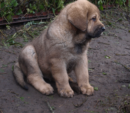 7 weeks old male puppy
Est Ch  Elton z Kraje Sokolu (Massai) X  Anais Rio Rita (Anja)
18.10.2008

Keywords: puppyestonia anuler