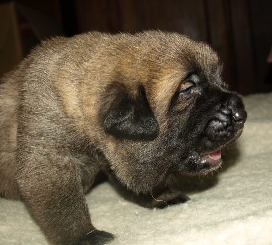 male puppy 14 days old, Elton z Kraje Sokolu x Anais Rio Rita
Cachorro macho del afijo Anuler (14 días)
Nøkkelord: anuler