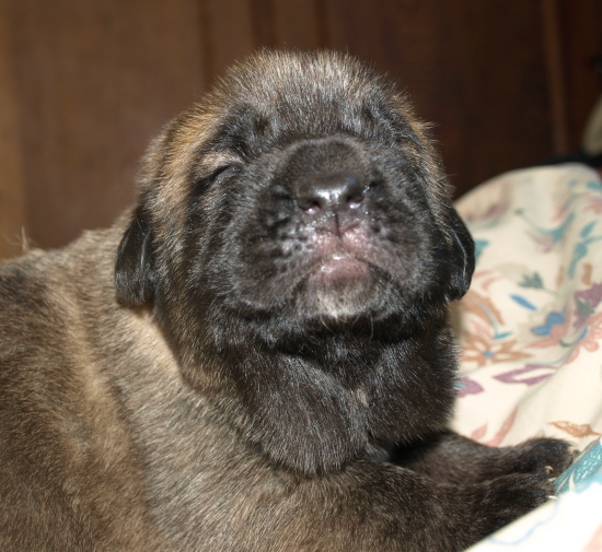 Puppy from kennel Anuler, 12 days old (12dias)
Elton z Kraje Sokolu x Anais Rio Rita
Keywords: Anuler