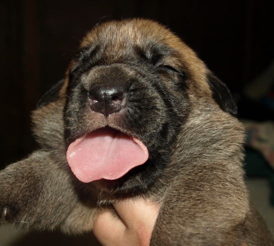 14 days old male puppy, Elton z Kraje Sokolu x Anais Rio Rita
Keywords: anuler