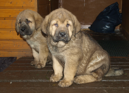 7 weeks old male puppies
Est Ch  Elton z Kraje Sokolu (Massai) X  Anais Rio Rita (Anja)
18.10.2008

Keywords: puppyestonia anuler