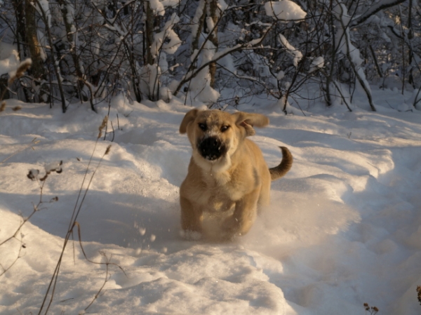 Jacinta likes winter
Keywords: Anuler snow nieve