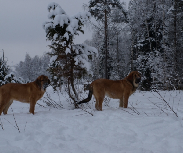 Female puppies Caweria Cheveyo and Carisa / cachorros hembra
Keywords: snow nieve Anuler