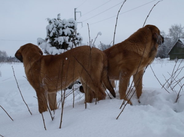 Young female puppies guarding.. / jóvenes cachorros hembra guarda..
Keywords: snow nieve Anuler