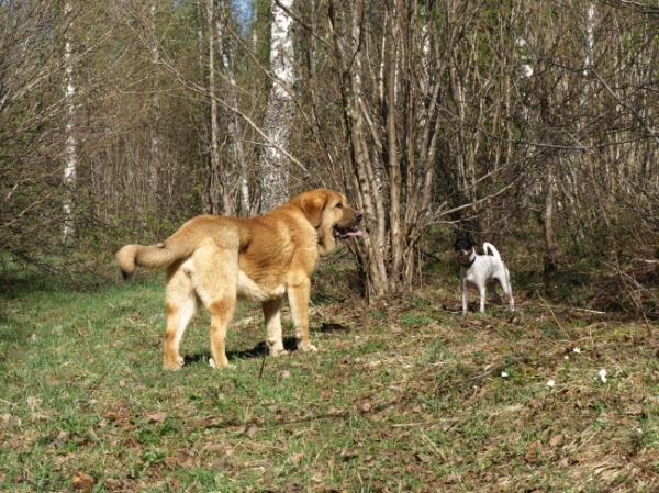 Anuler Callidora 8 month & Brasilian terrier Anni 7 month
Keywords: Anuler