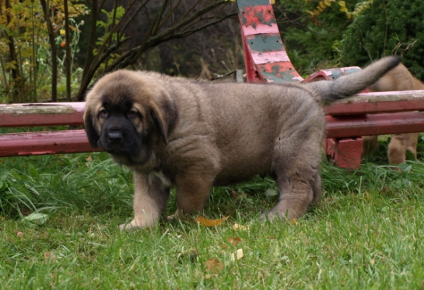 7 weeks old male puppy
Elton z Kraje Sokolu x Anais Rio Rita
Keywords: Anuler