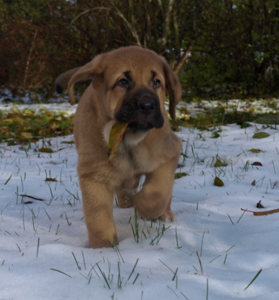 8 weeks old female puppy, cachorro hembra de 8 semanas
Keywords: snow nieve Anuler