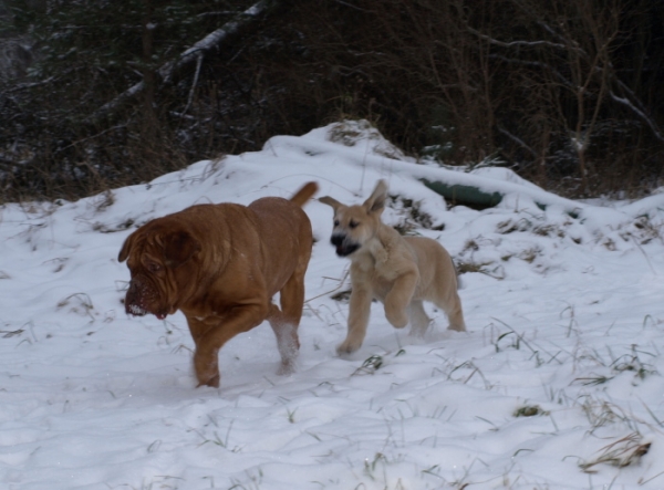 2,5 month old Jacinta with her stepmother, 9 years old dogue
Keywords: snow nieve Anuler