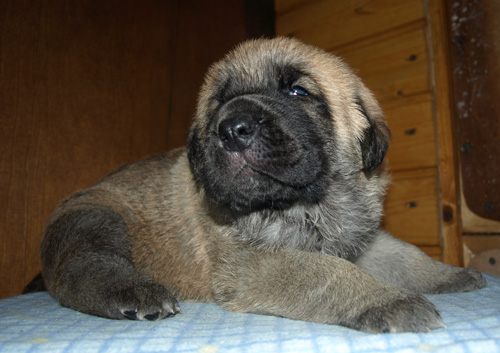 Male puppy - 21 days old
Est Ch  Elton z Kraje Sokolu (Massai) X Anais Rio Rita (Anja)
18.10.2008

Keywords: puppyestonia