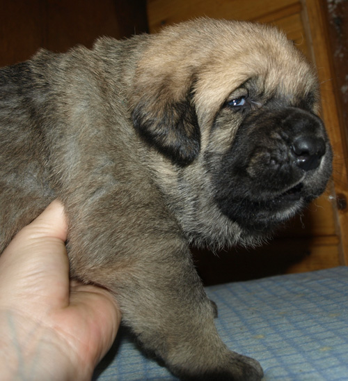 Male puppy - 21 days old
Est Ch  Elton z Kraje Sokolu (Massai) X  Anais Rio Rita (Anja)
18.10.2008

Keywords: puppyestonia